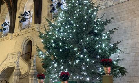 Christmas tree in Westminster Hall